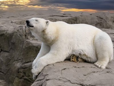 La devastación de la caza y captura indiscriminada