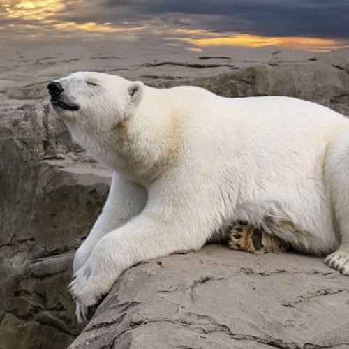 La devastación de la caza y captura indiscriminada